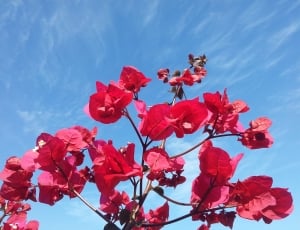 Blue Sky, Plant, Flowers, Floral, Sky, low angle view, sky thumbnail