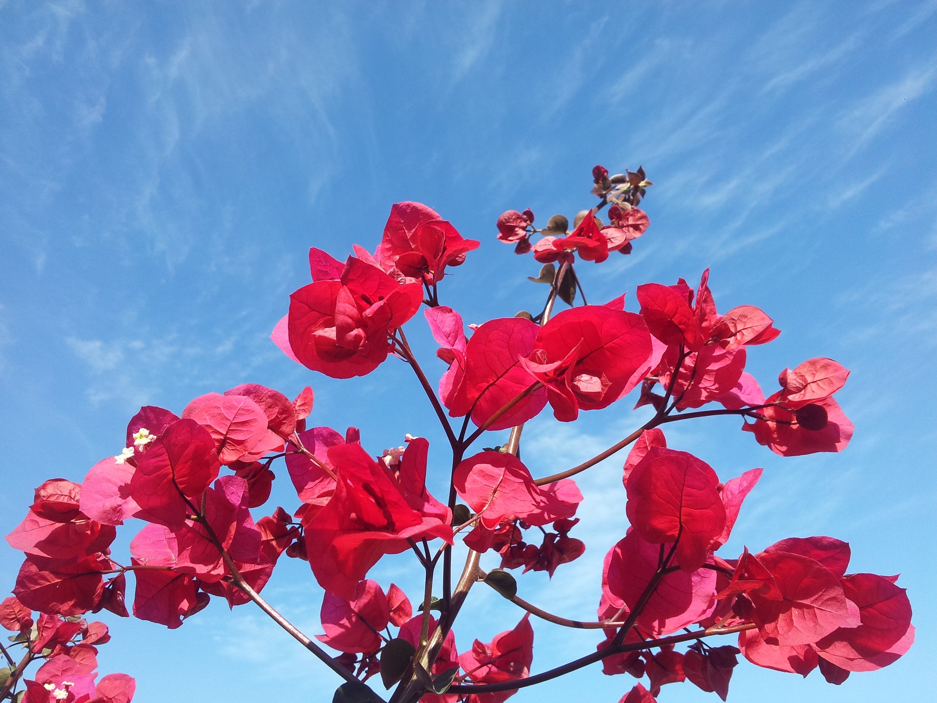 Blue Sky, Plant, Flowers, Floral, Sky, low angle view, sky