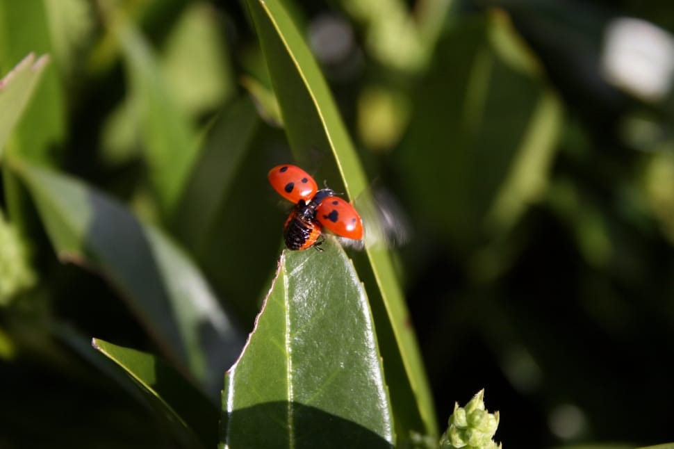 red and black ladybug preview