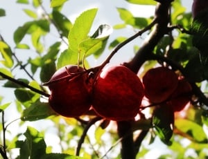 Apples, Tree, Fruit, Growing, Food, tree, food and drink thumbnail