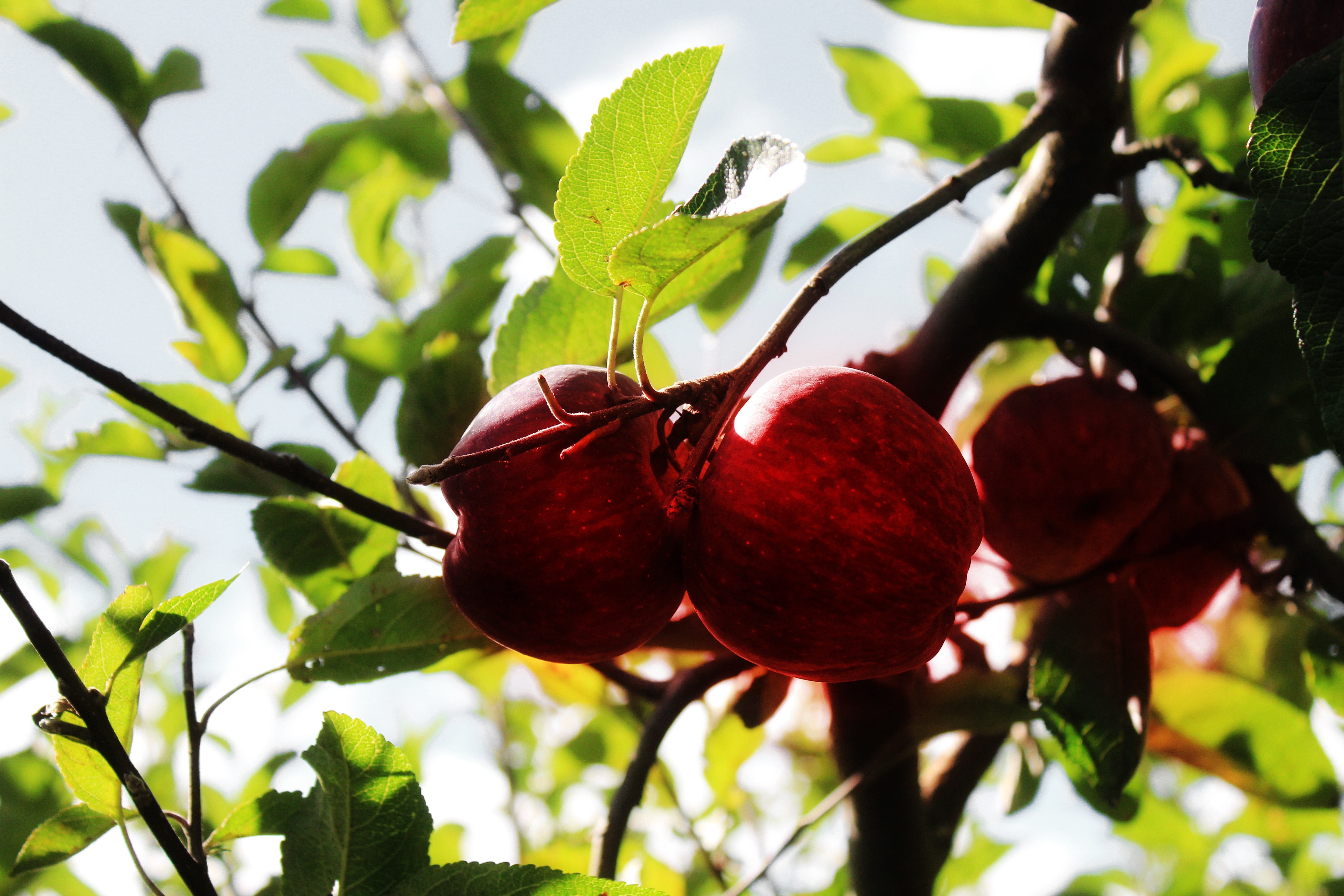 Apples, Tree, Fruit, Growing, Food, tree, food and drink