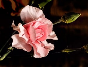 Carnation, Flower, Pink, Pink Carnation, flower, fragility thumbnail