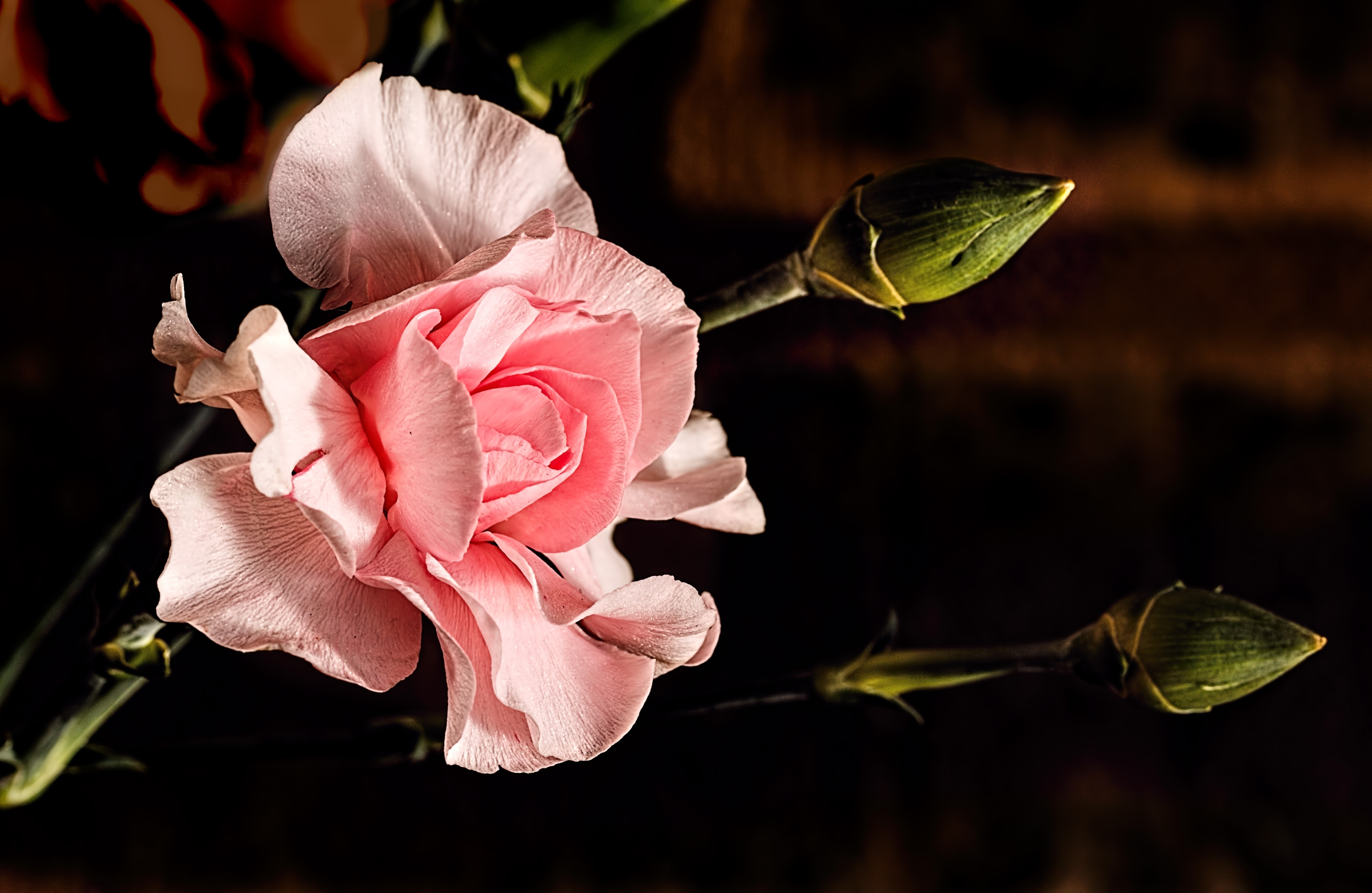 Carnation, Flower, Pink, Pink Carnation, flower, fragility