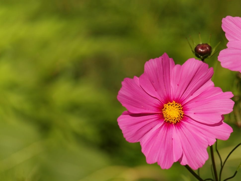 pink cosmos flower preview