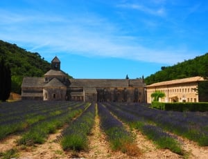 Abbey, Abbaye De Sénanque, Monastery, ,  thumbnail