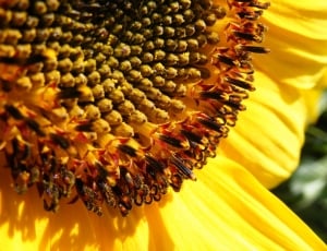 Summer, Bloom, Sun Flower, Sun, Blossom, close-up, flower thumbnail