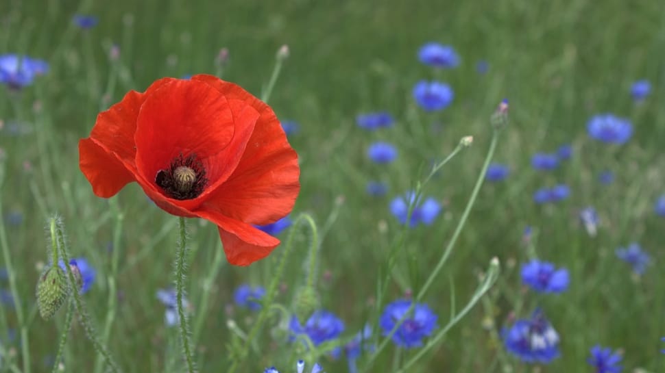 selective focus photo of red poppy flower and blue cornflowers preview
