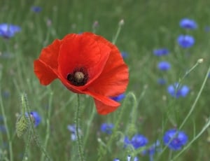 selective focus photo of red poppy flower and blue cornflowers thumbnail