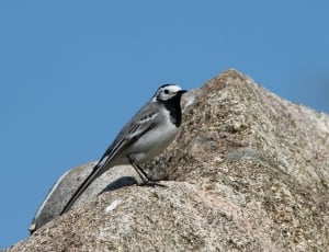 grey and black feathered bird thumbnail