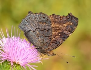 Moth, Butterfly, Insects, insect, flower thumbnail