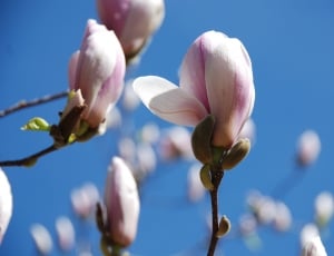 pink and white cherry blossom thumbnail
