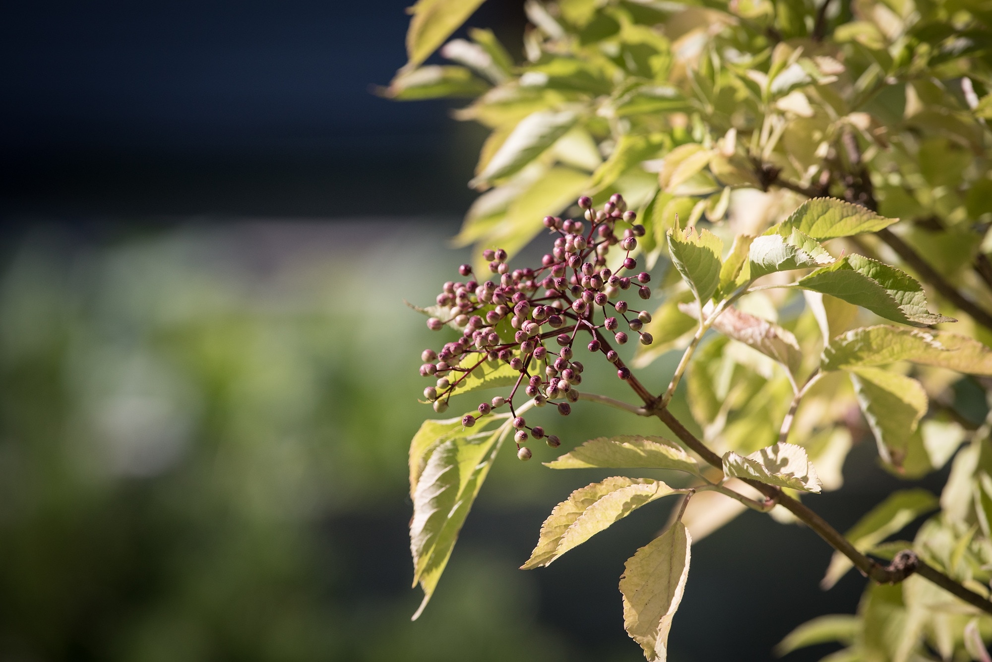 red flower with green leaf