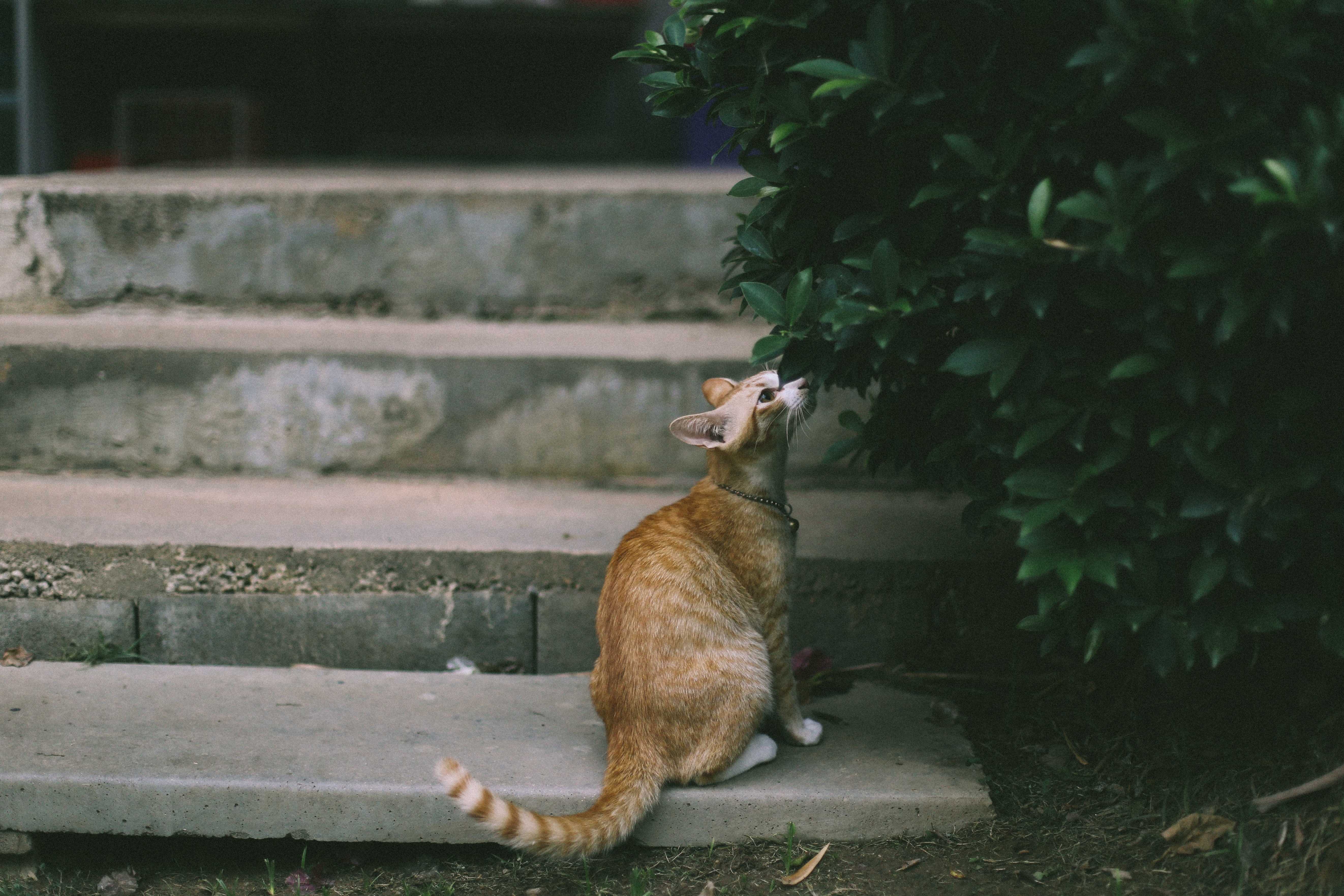 Звуки гуляющих котов. Кот сидит на ступеньке. Животные на лестнице. Коты сидят. Лестница для кошек.