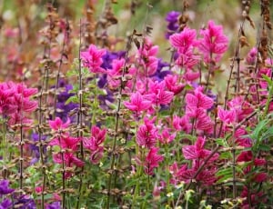 purple and pink flowers thumbnail