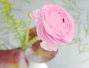 pink carnation thumbnail