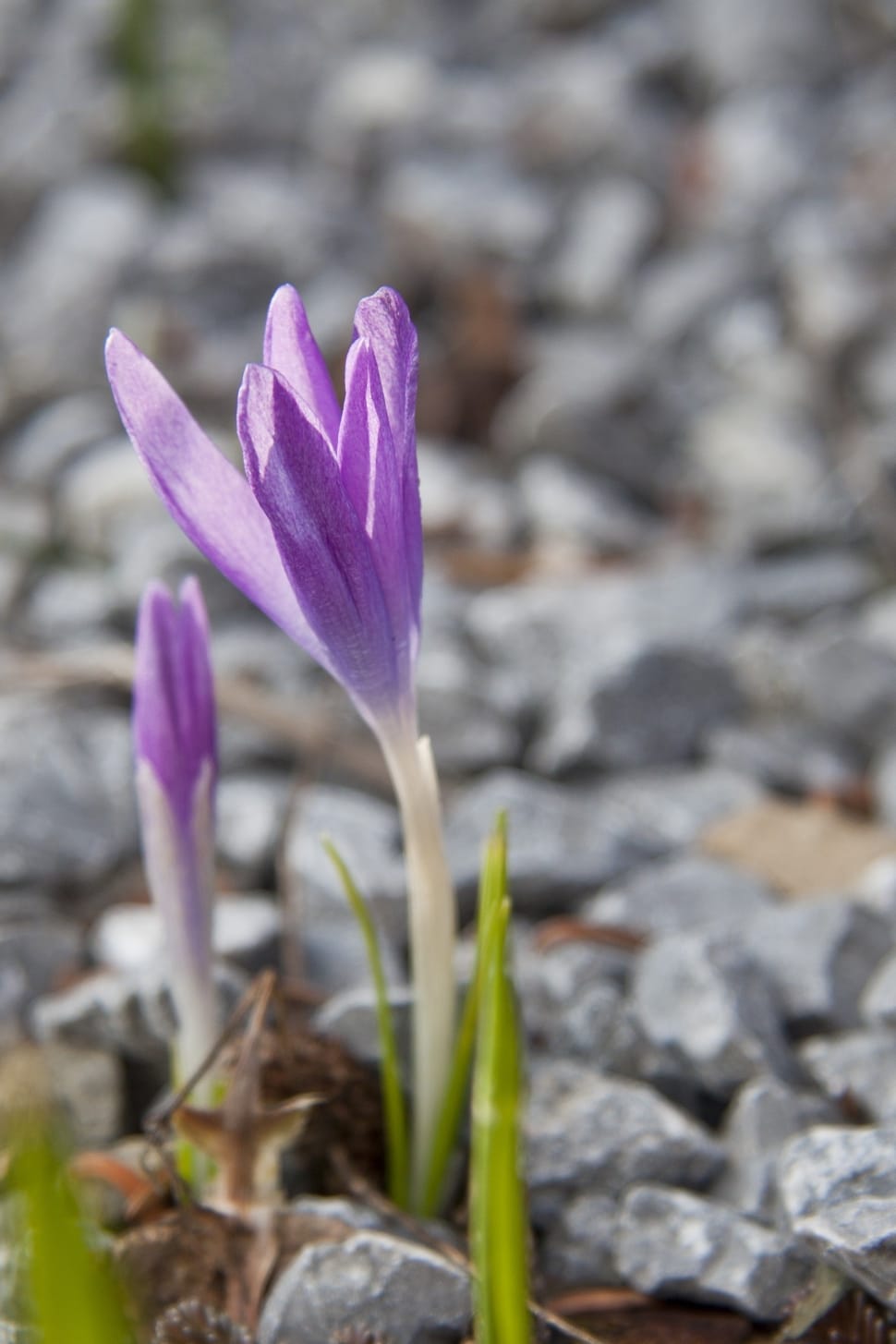 purple crocus flower preview