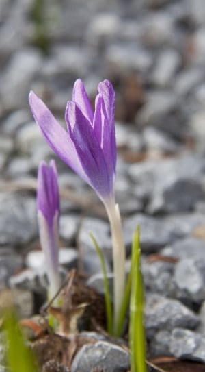 purple crocus flower thumbnail