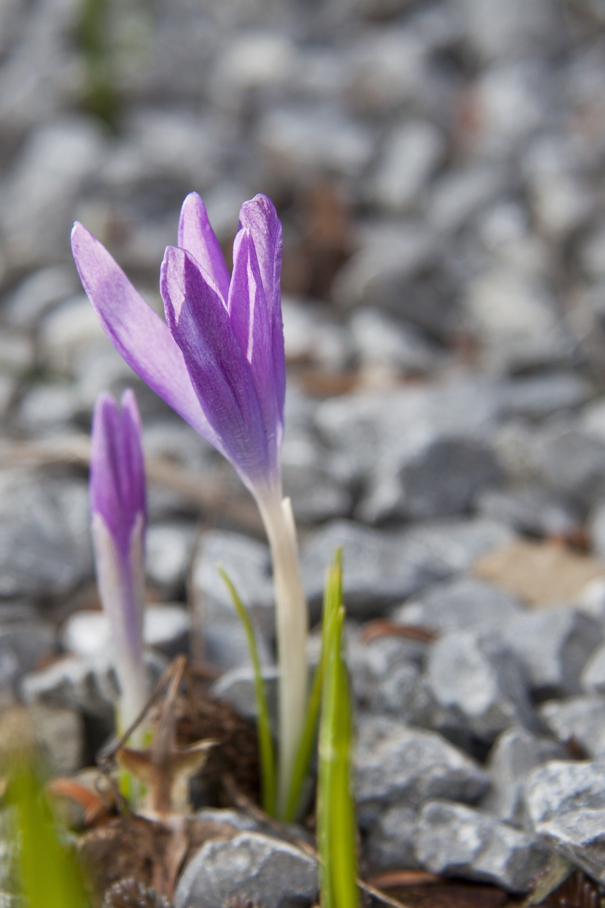 purple crocus flower