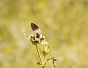 brown and gray butterfly thumbnail