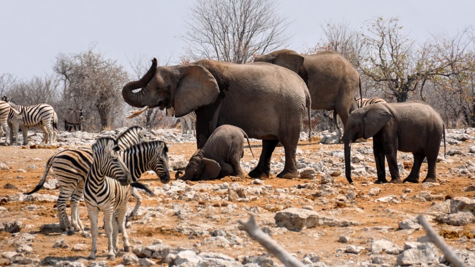 4 elephants and herd of zebra preview