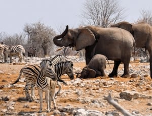 4 elephants and herd of zebra thumbnail