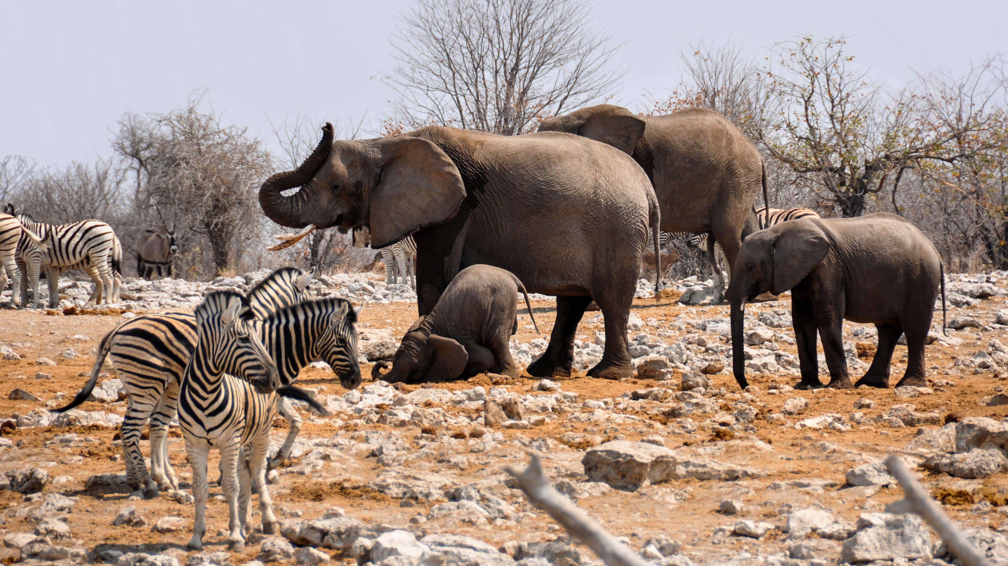 4 elephants and herd of zebra