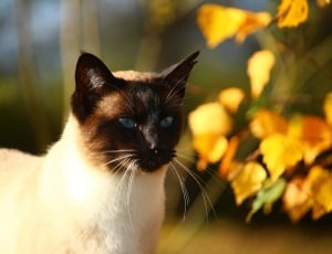black and white short fur cat on closeup photograph thumbnail