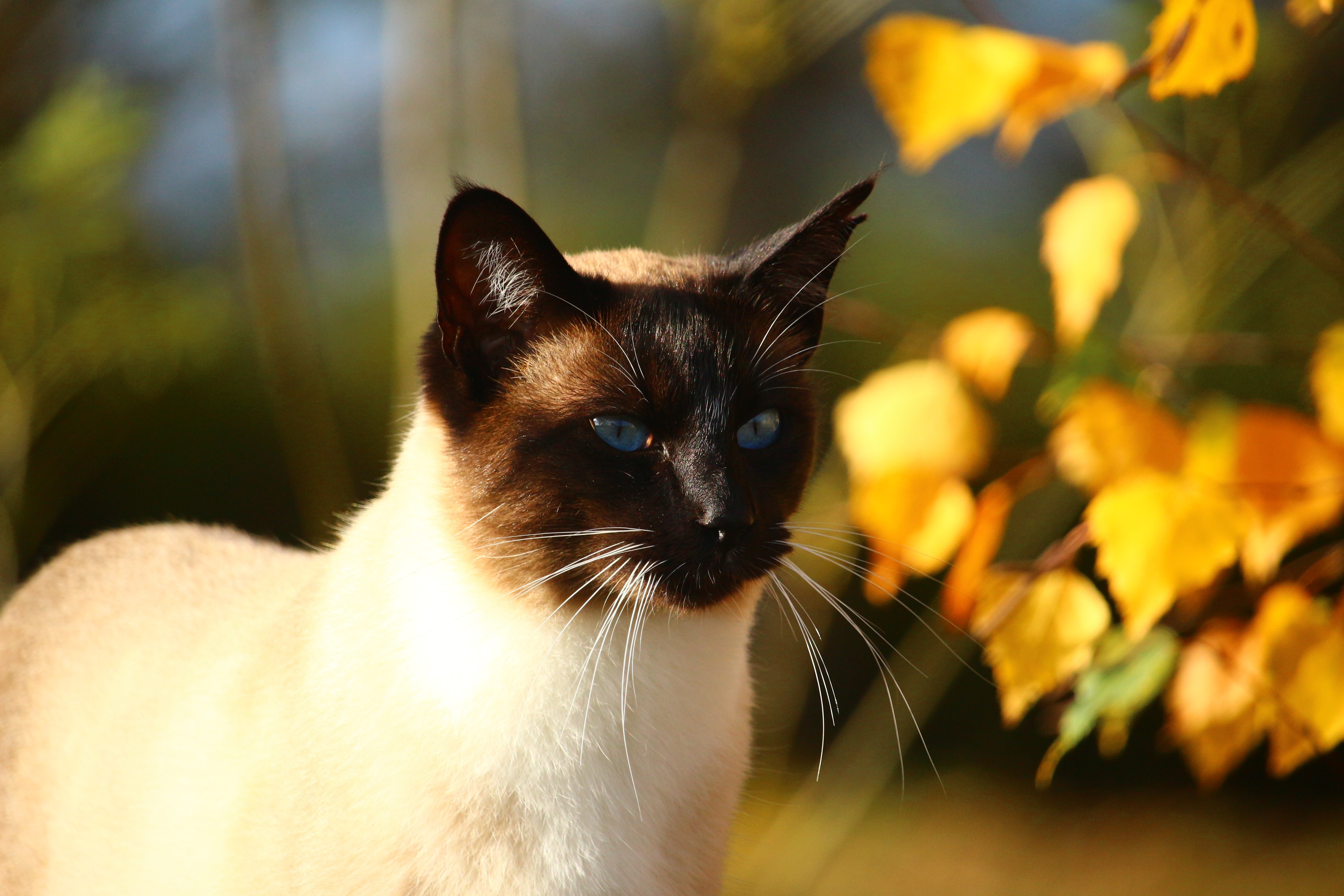 black and white short fur cat on closeup photograph