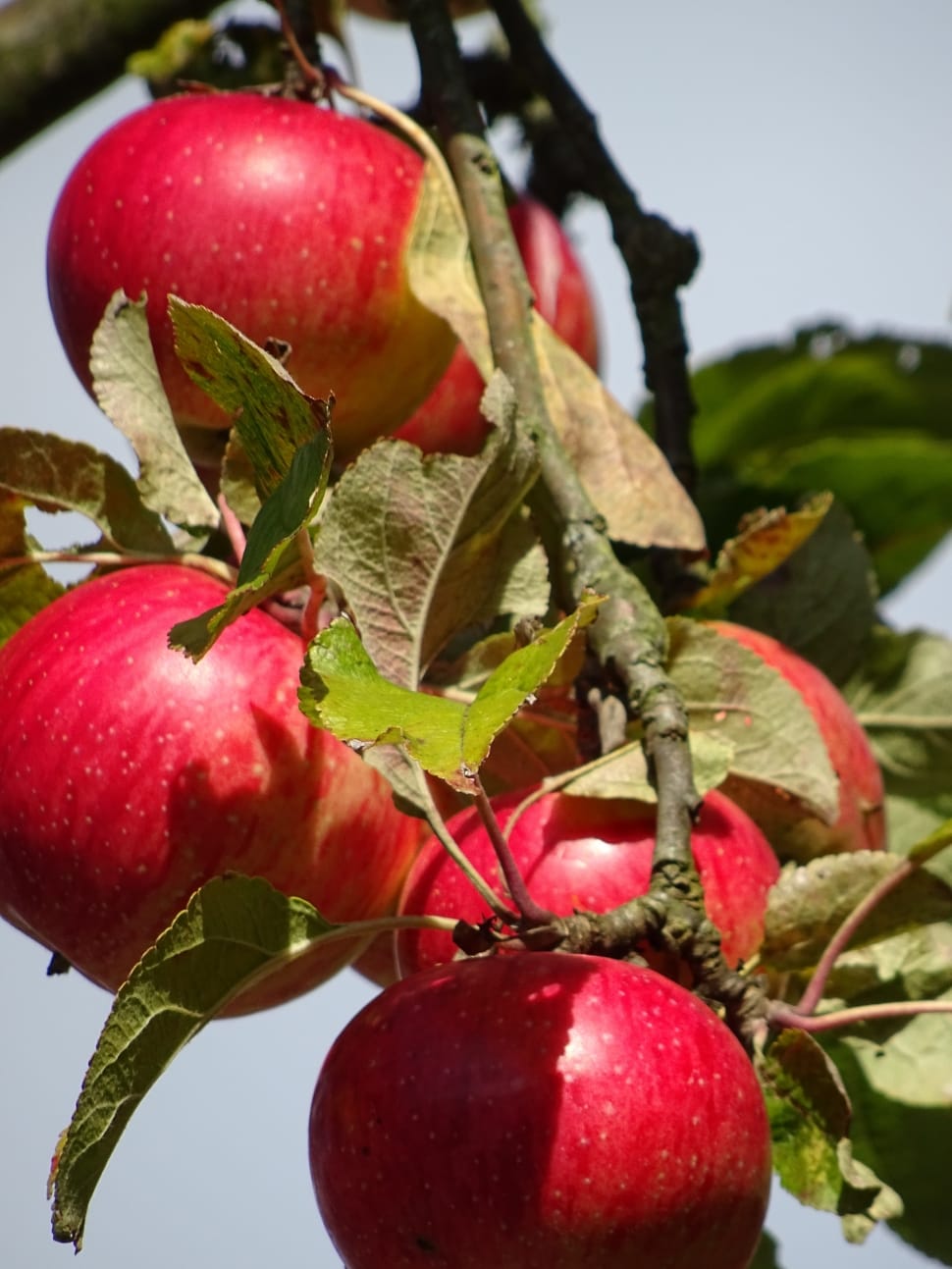 Autumn, Apple, Red, fruit, food and drink preview