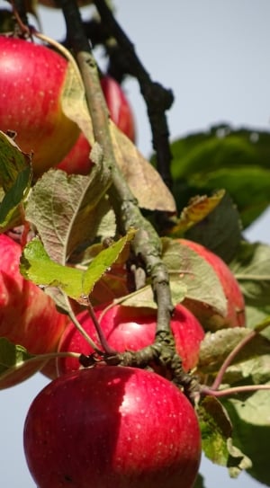 Autumn, Apple, Red, fruit, food and drink thumbnail