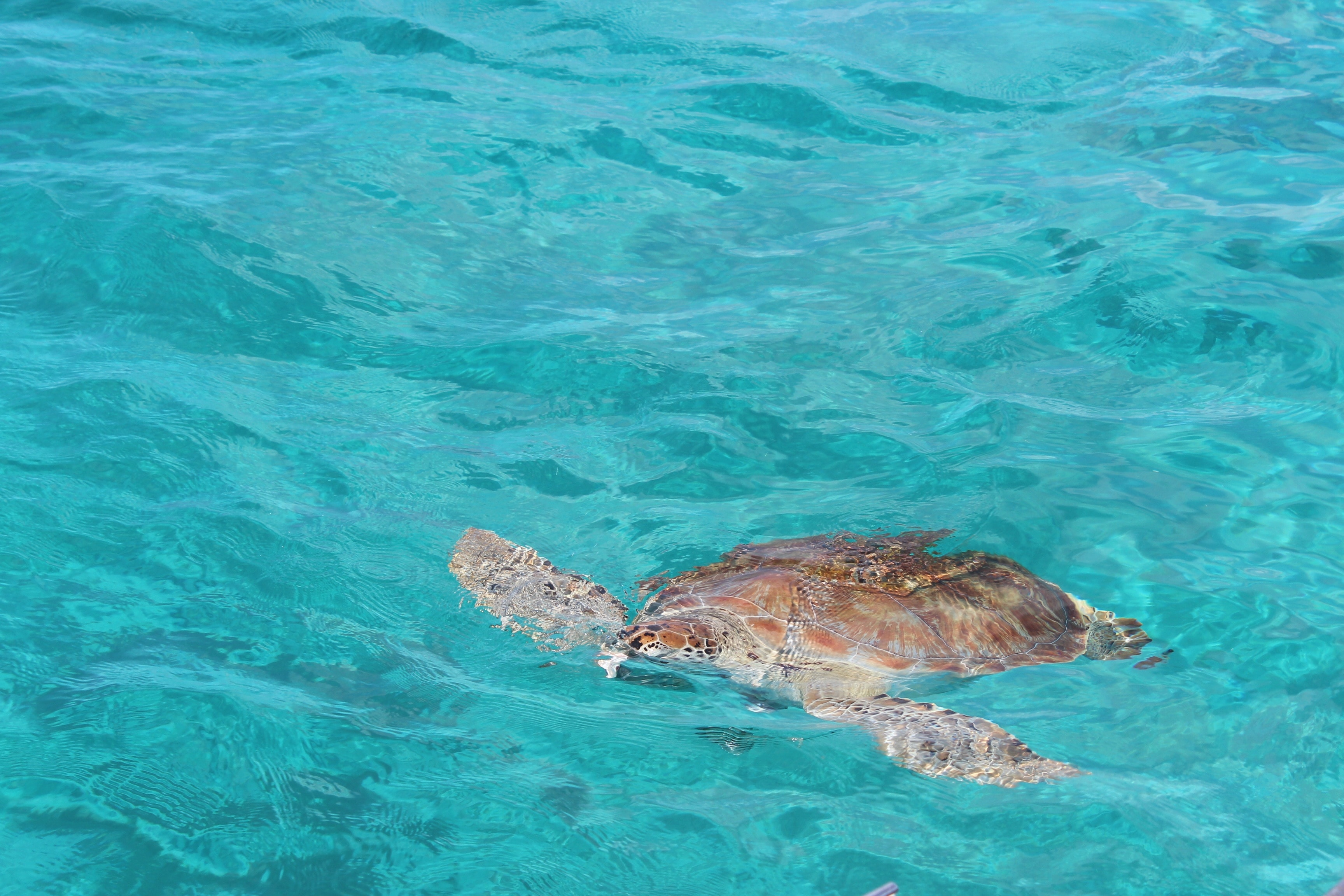 Mar, Caribbean, Turtle, one animal, animal themes