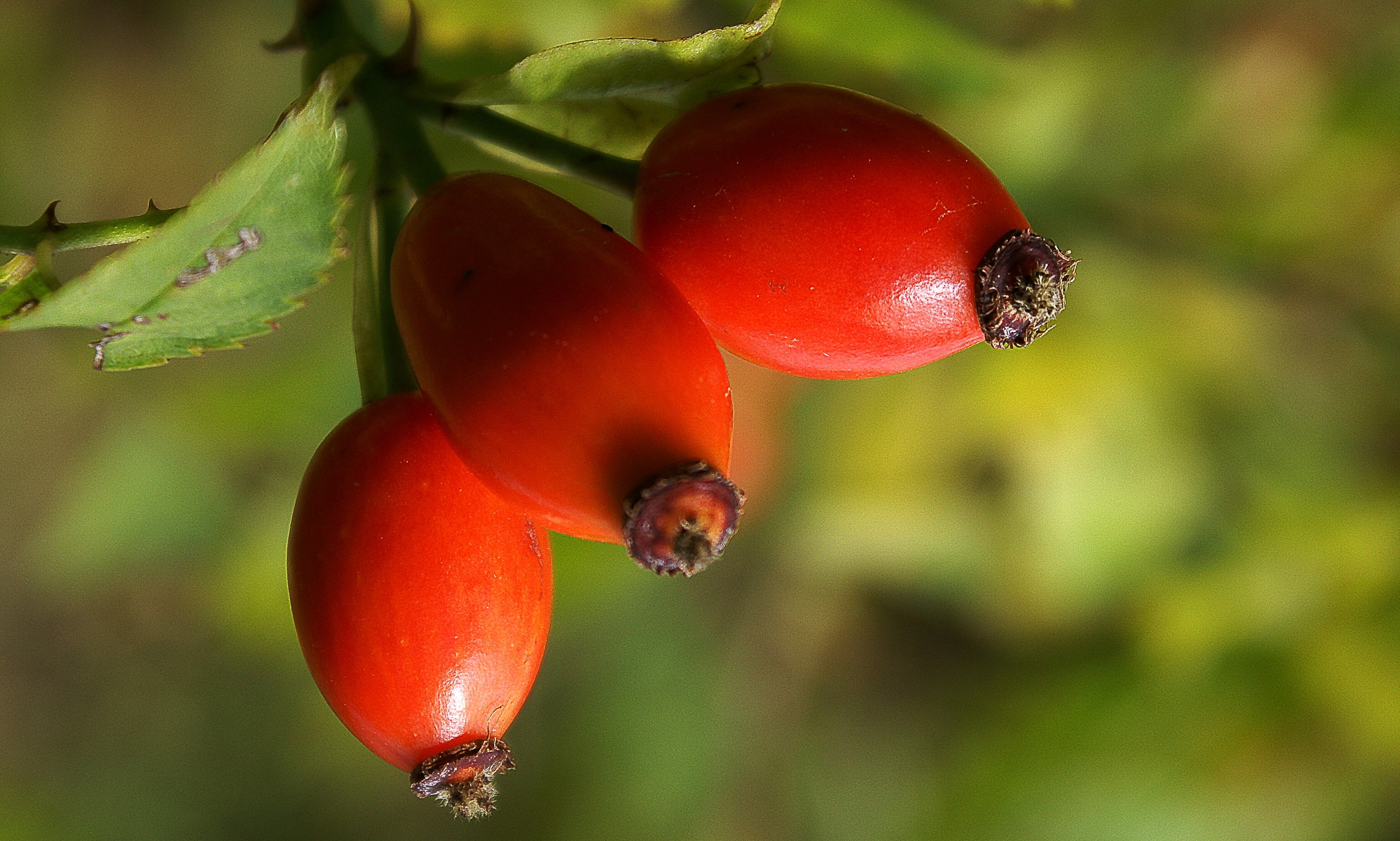 red fruit