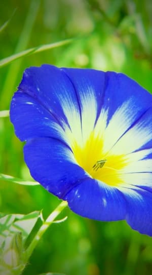 blue and yellow flower thumbnail