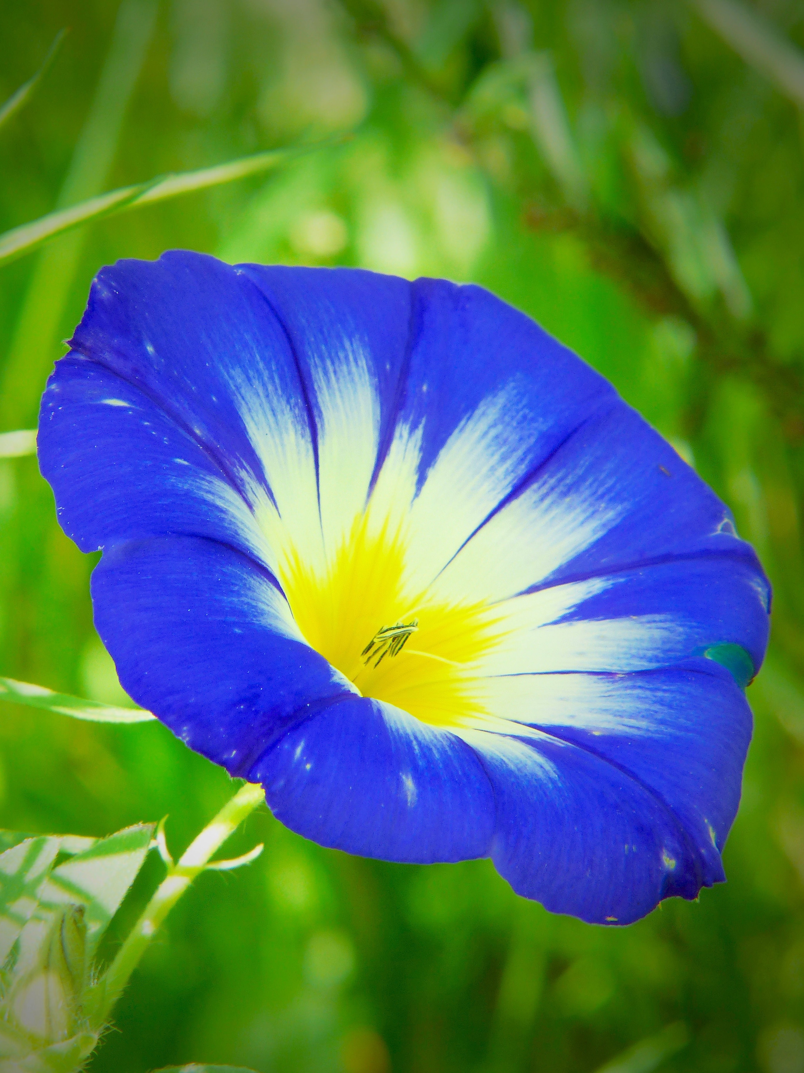 blue and yellow flower