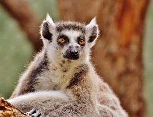 gray ringtailed lemur on focus photo thumbnail