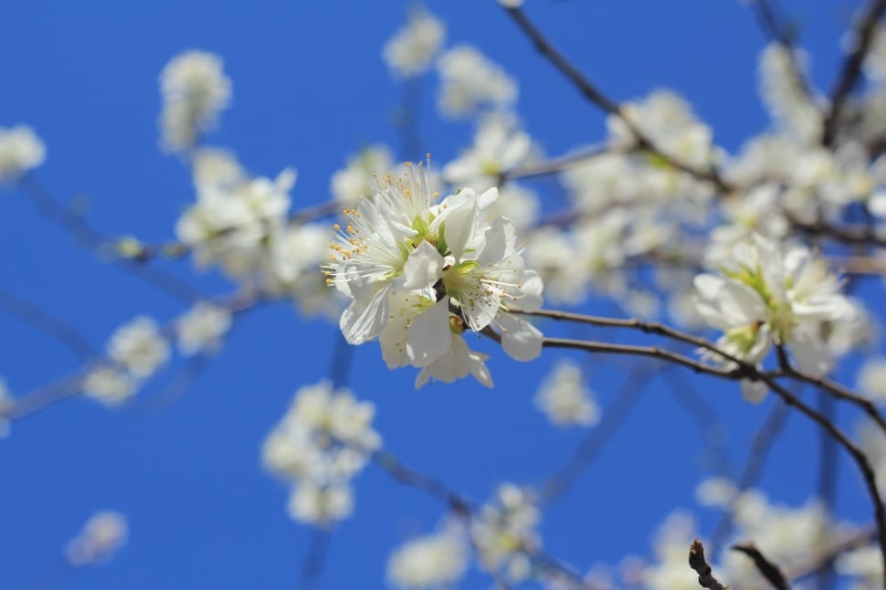 Peach Blossom, Spring, Peach Embankment, flower, white color preview