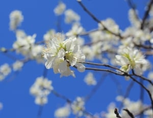 Peach Blossom, Spring, Peach Embankment, flower, white color thumbnail