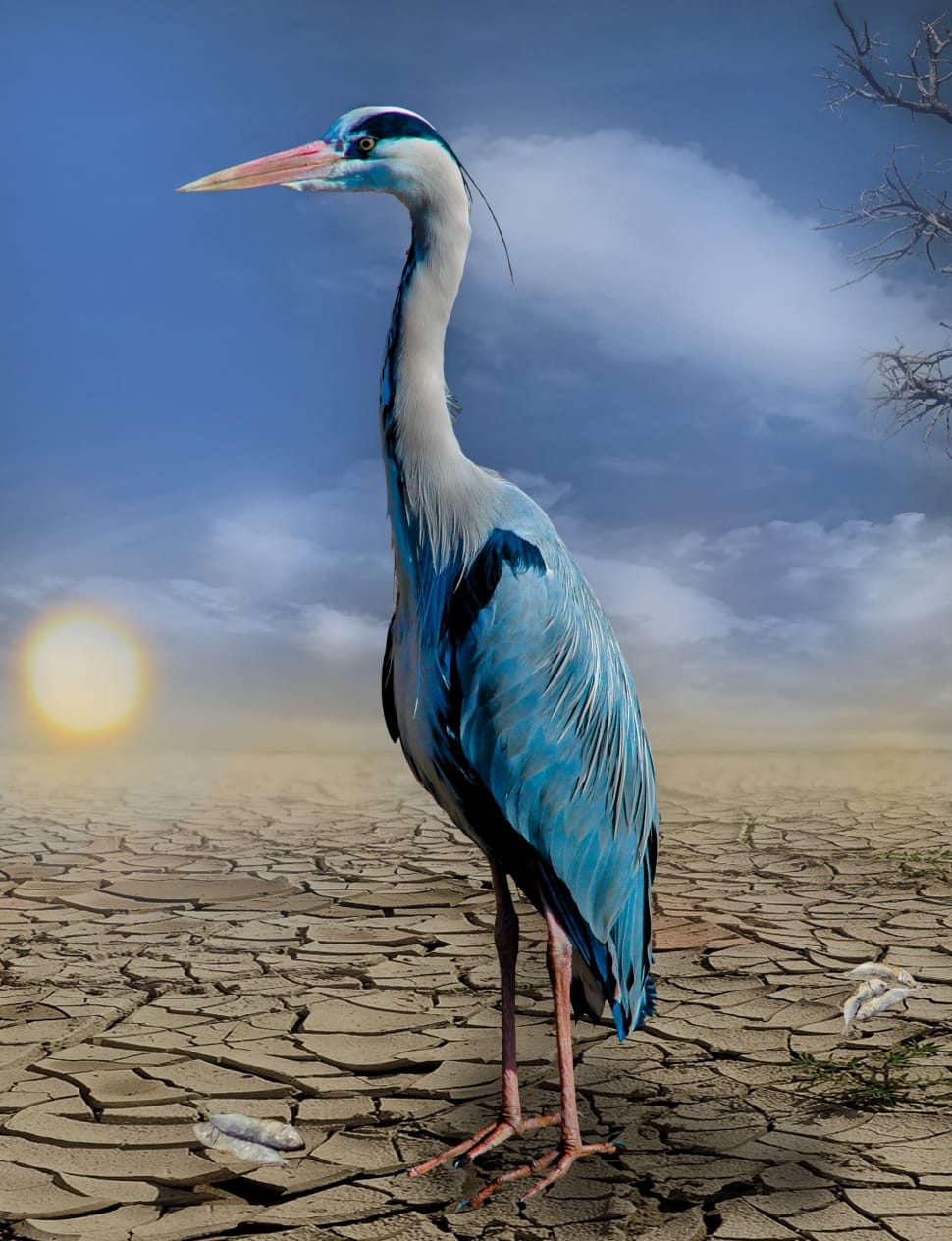 white and blue long neck bird standing in soil during dry season preview