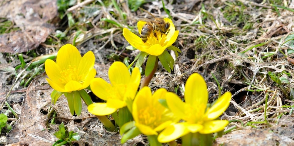 yellow petal flower and bee preview
