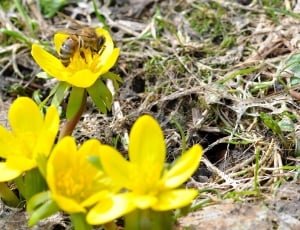 yellow petal flower and bee thumbnail