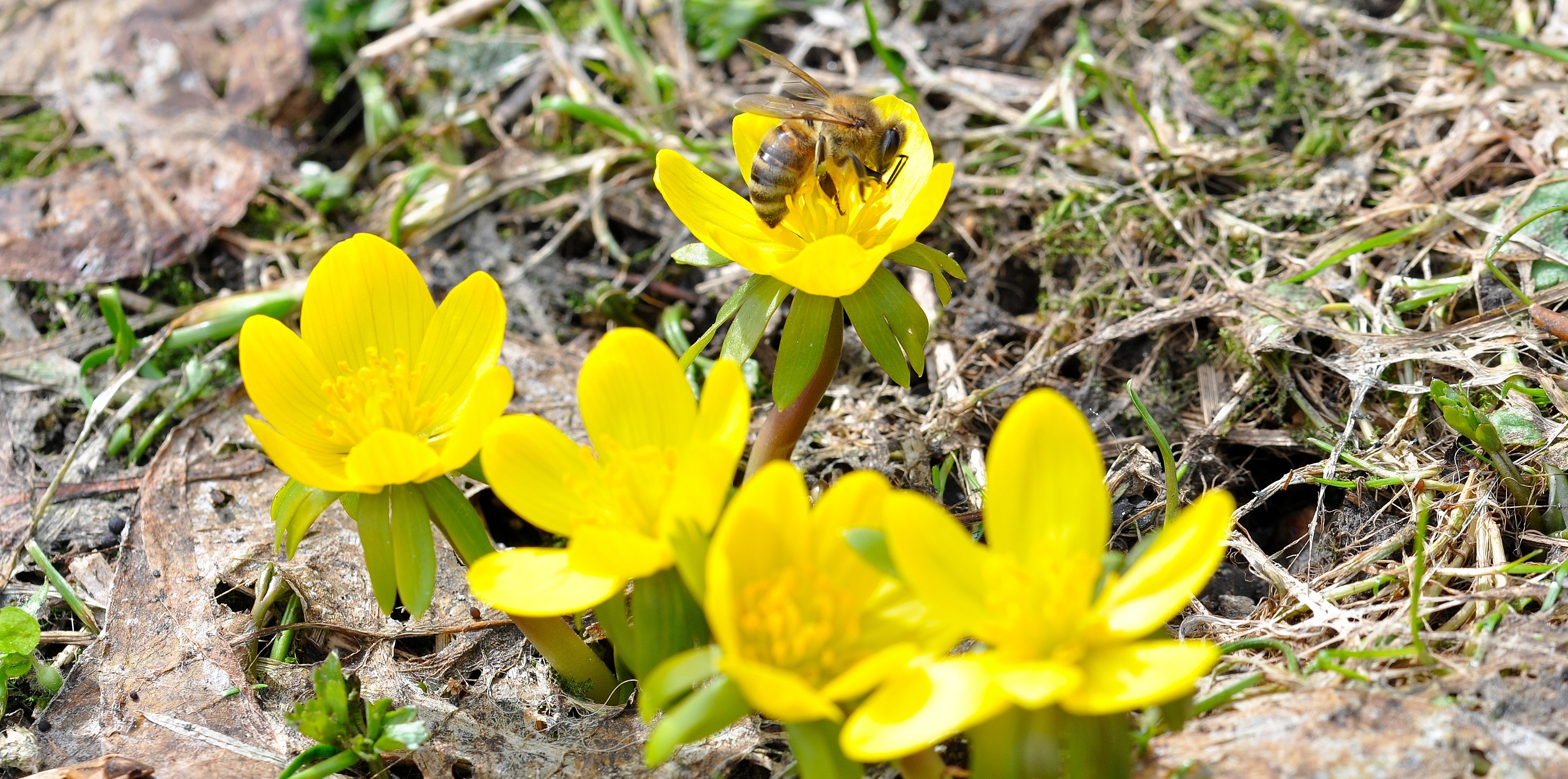 yellow petal flower and bee