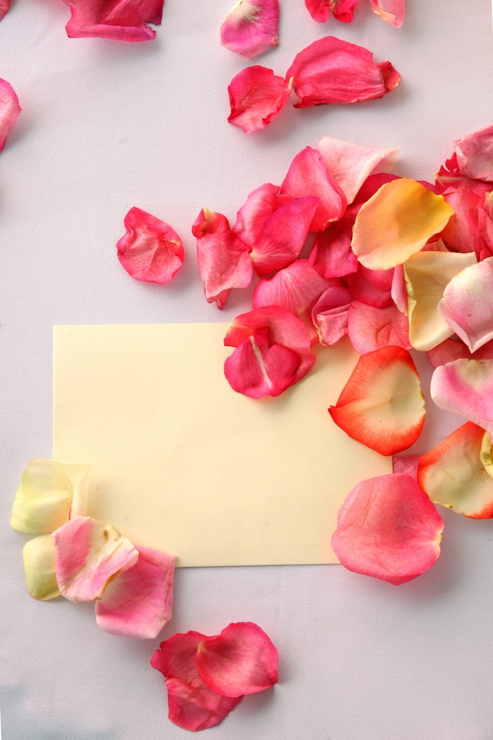 yellow and pink flower petals preview