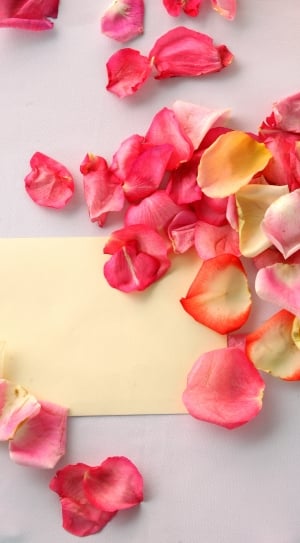 yellow and pink flower petals thumbnail