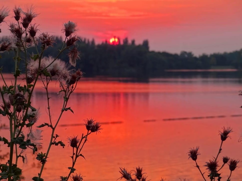Thistle, Red, Lake, Forest, Sunset, Sky, sunset, tree preview