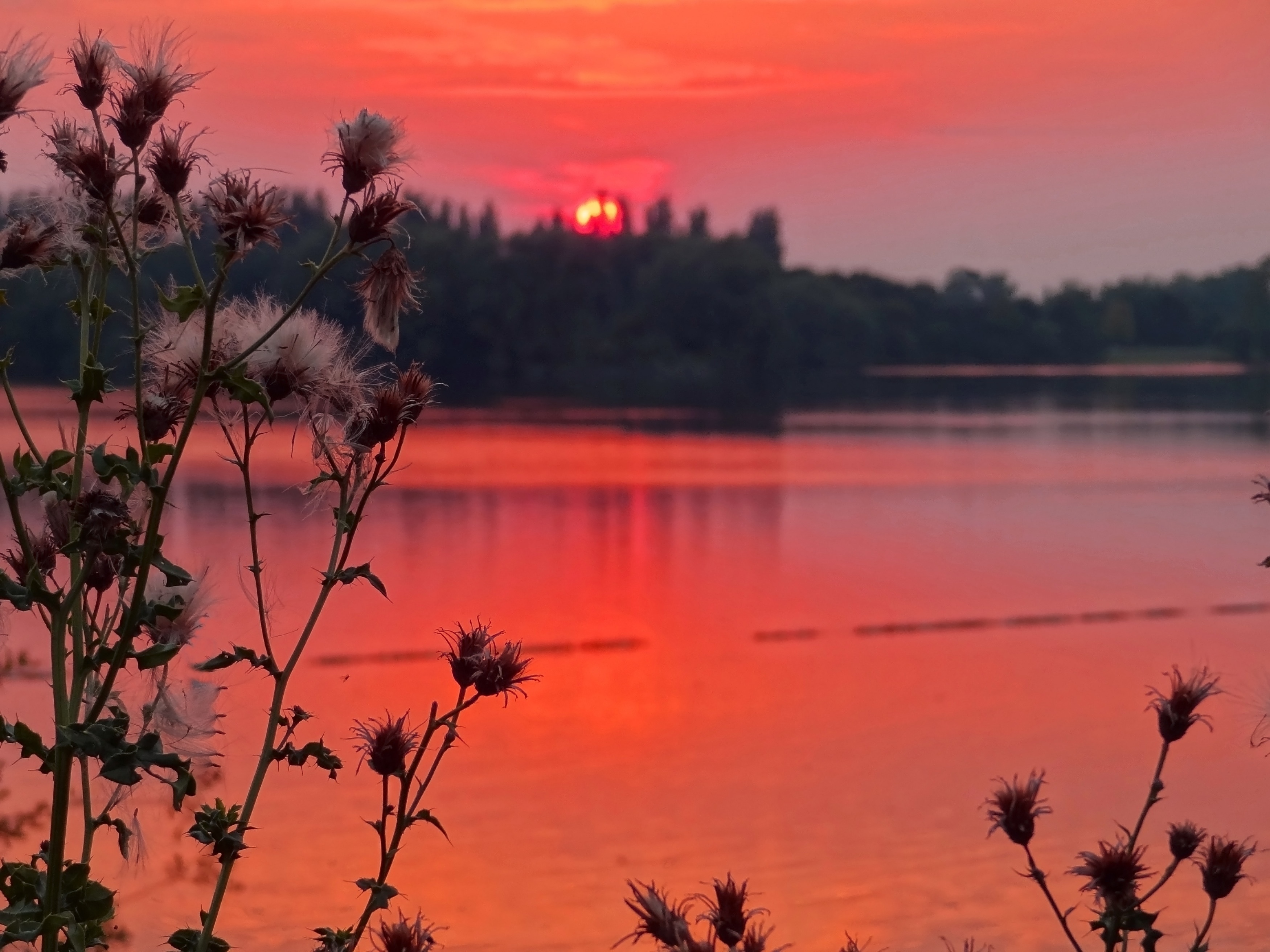 Thistle, Red, Lake, Forest, Sunset, Sky, sunset, tree