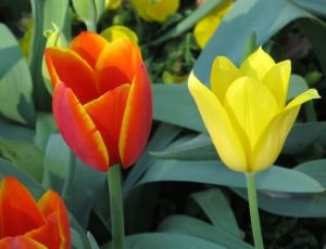 red and yellow tulips thumbnail