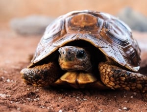brown tortoise thumbnail