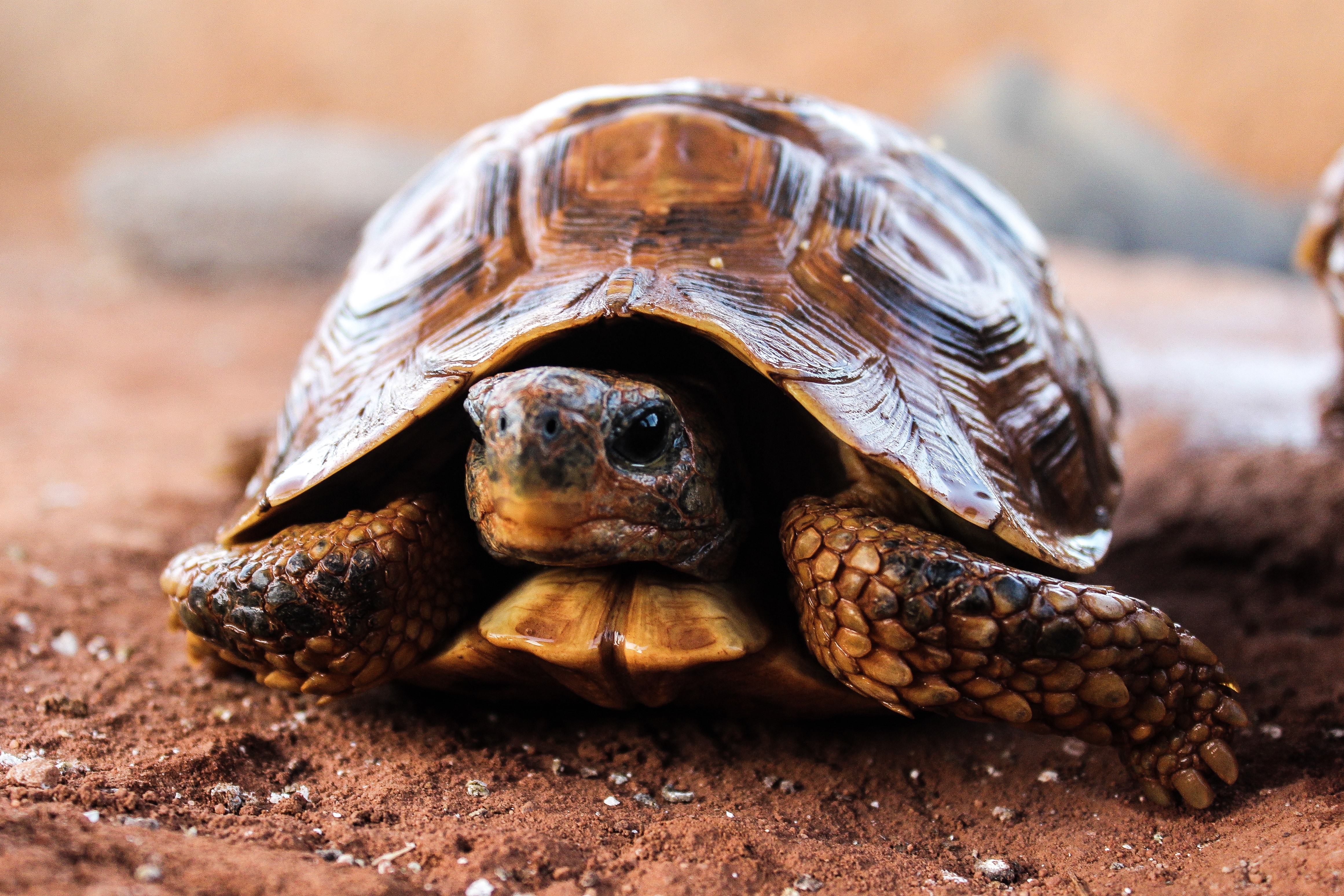 brown tortoise