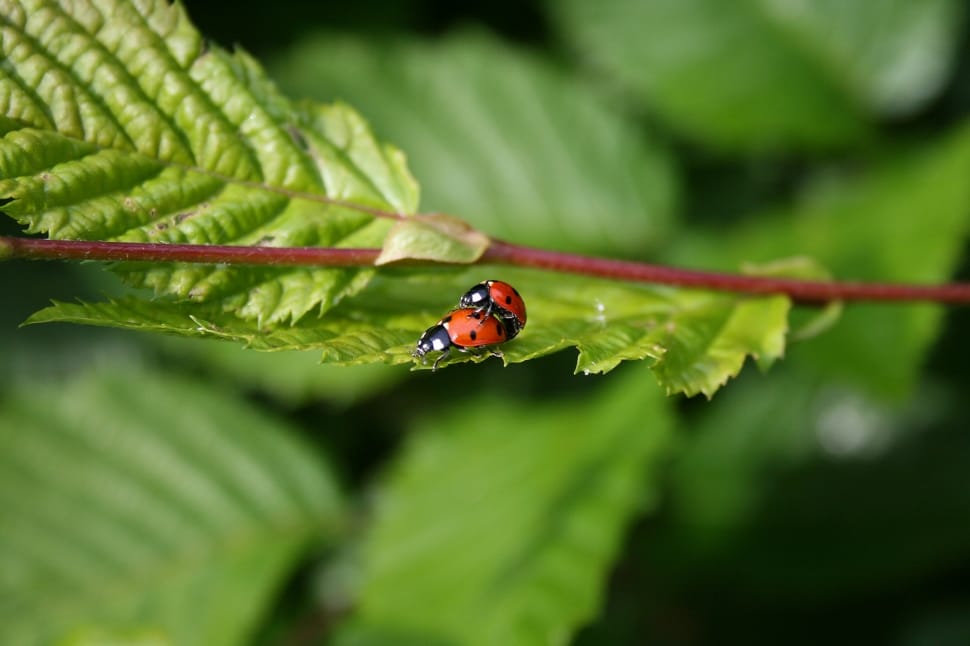 two ladybugs on leaf preview