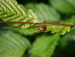 two ladybugs on leaf thumbnail